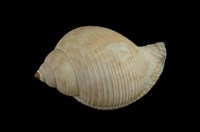 藏品(梨形鶉螺)的圖片